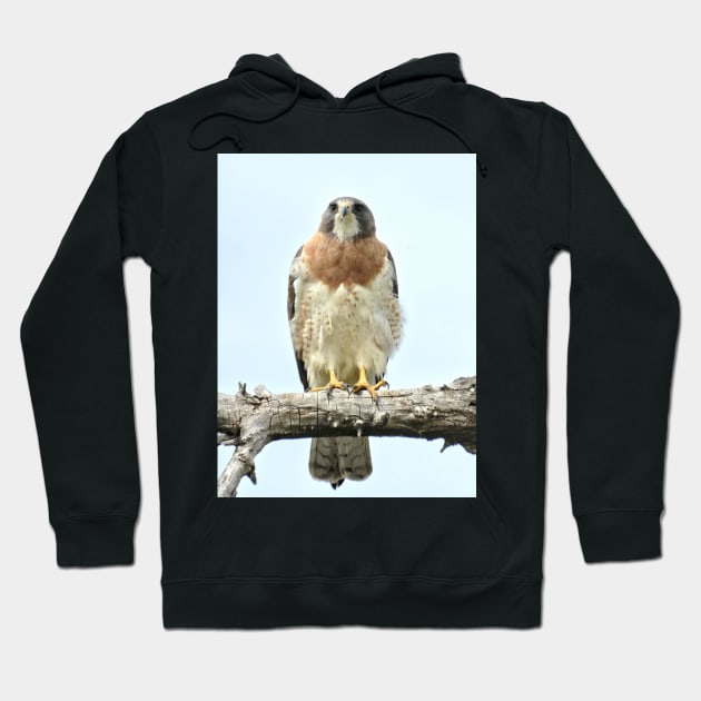 Wild Red Tail Hawk Hoodie by Scubagirlamy